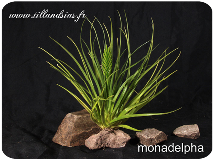 Tillandsia monadelpha 