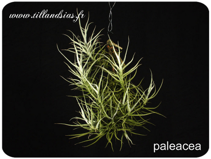 Tillandsia paleacea 