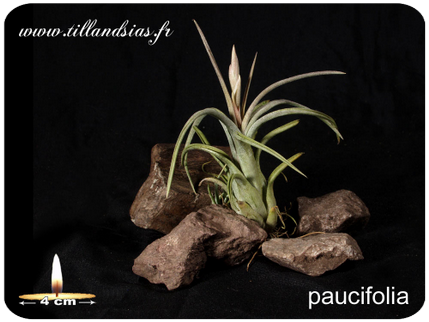 Tillandsia paucifolia 