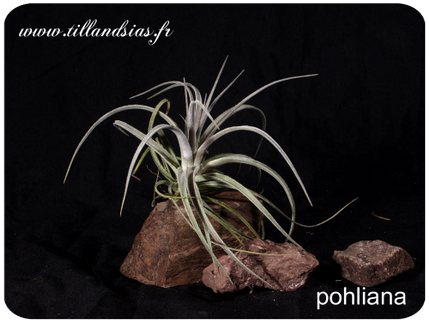 Tillandsia pohliana