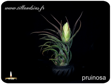 Tillandsia pruinosa