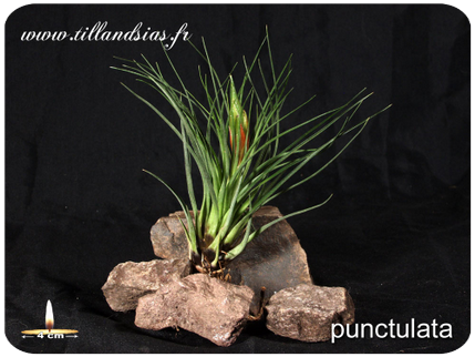 Tillandsia punctulata