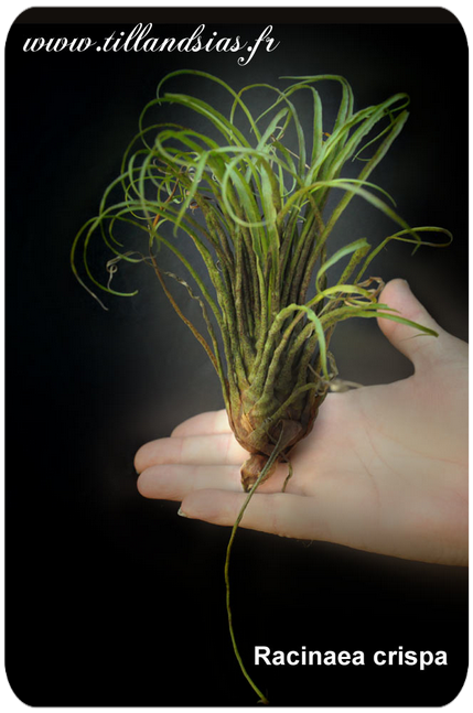Racinaea crispa
