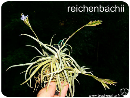 Tillandsia reichenbachii 