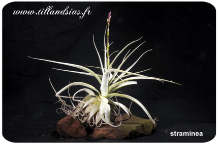 Tillandsia straminea 