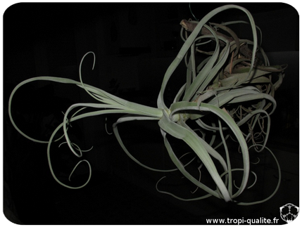 Tillandsia streptocarpa 