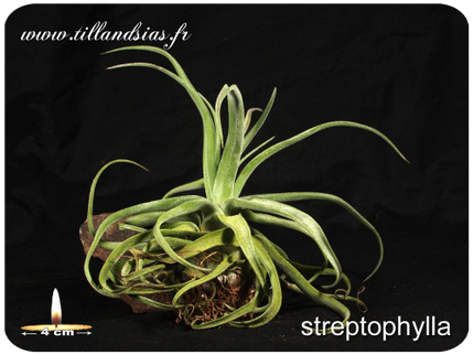 Tillandsia streptophylla