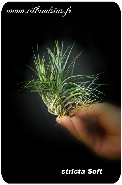 Tillandsia stricta Soft 