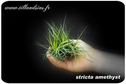 Tillandsia stricta ‘methyst’