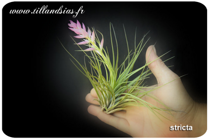 Tillandsia stricta 