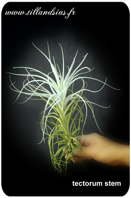 Tillandsia tectorum ‘Stem’ 