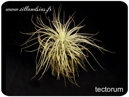 Tillandsia tectorum  