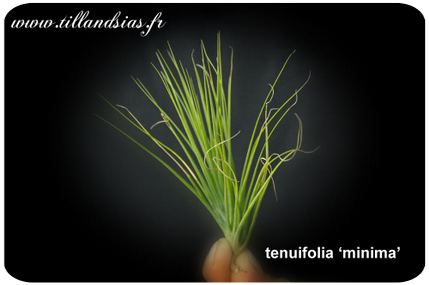 Tillandsia tenuifolia ‘Minima’ 