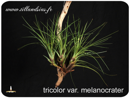 Tillandsia tricolor var. melanocrater 