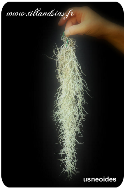 Tillandsia usneoides