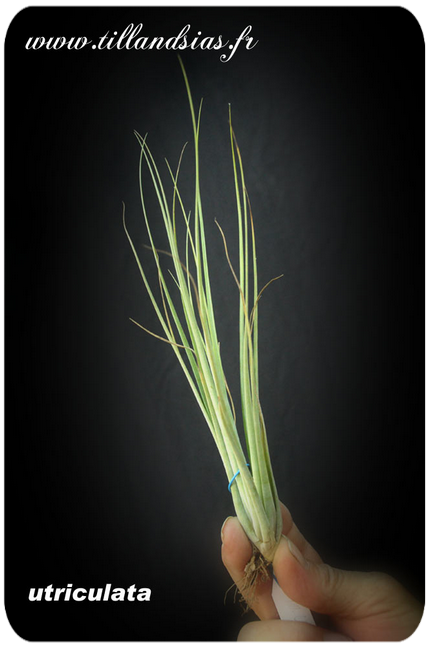 Tillandsia utriculata