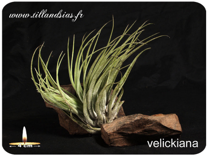 Tillandsia velickiana 