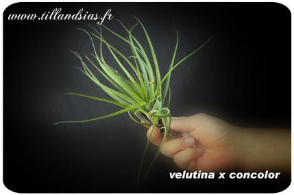 Tillandsia velutina x concolor 