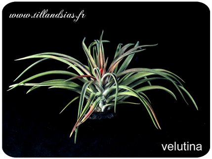 Tillandsia velutina