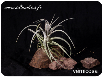 Tillandsia vernicosa 