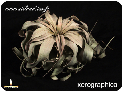 Tillandsia xerographica