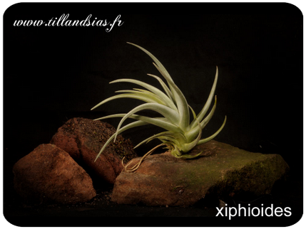 Tillandsia xiphioides
