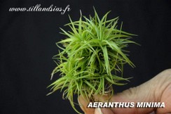 AERANTHUS MINIMA.jpg