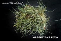 ALBERTIANA PULK 1.jpg