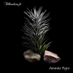 Aerantho Nigra_2016.jpg