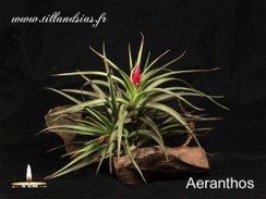 Aeranthos.jpg