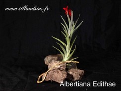 Albertiana Edithae.jpg