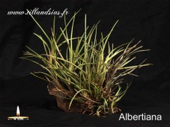 Albertiana.jpg