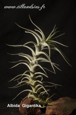 Albida-Gigantika_1.jpg