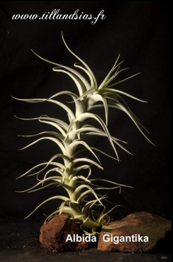 Albida-Gigantika_2.jpg