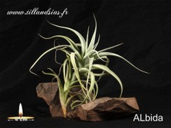 Albida.jpg