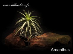 Areanthus.jpg