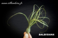 BALBISIANA_2.jpg