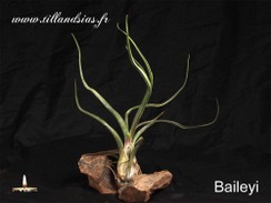Baileyi.jpg
