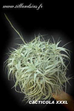 CACTICOLA-XXXL.jpg