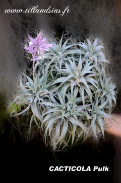 CACTICOLA pulk.jpg