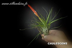 CAULESCENS.jpg