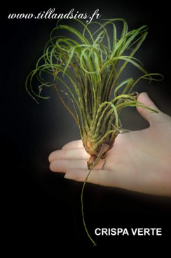 CRISPA VERTE 1.jpg