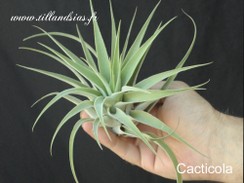 Cacticola-02.jpg