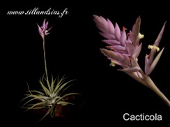 Cacticola_02.jpg