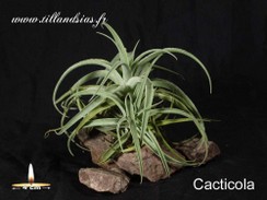Cacticola.jpg