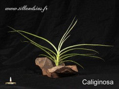 Caliginosa.jpg
