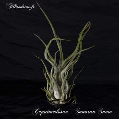 Caputmedusae Sonoran Snow.jpg