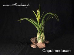 Caputmedusae.jpg