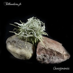Chusgonensis_2016.jpg