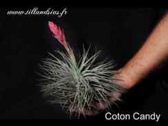Coton Candy.Pulk.jpg